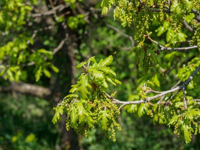 Quercus pubescens, photographed by rainerburkard