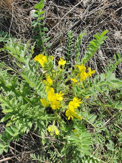 Astragalus wolgensis, photographed by Анна Митрошенкова