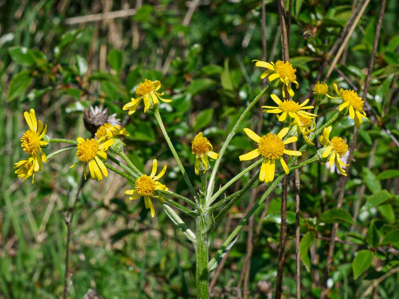 Tephroseris integrifolia, photographed by rainerburkard