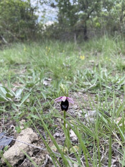 Ophrys bertolonii, photographed by Debora Barbato