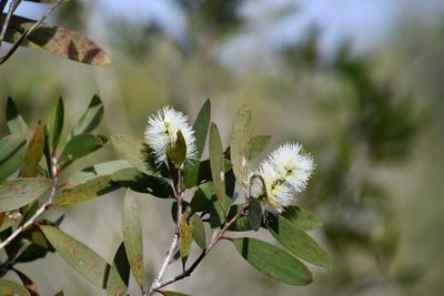Melaleuca quinquenervia, photographed by Thomas Mesaglio