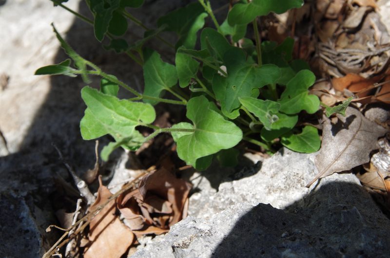 Aristolochia coryi, photographed by Eric Knight