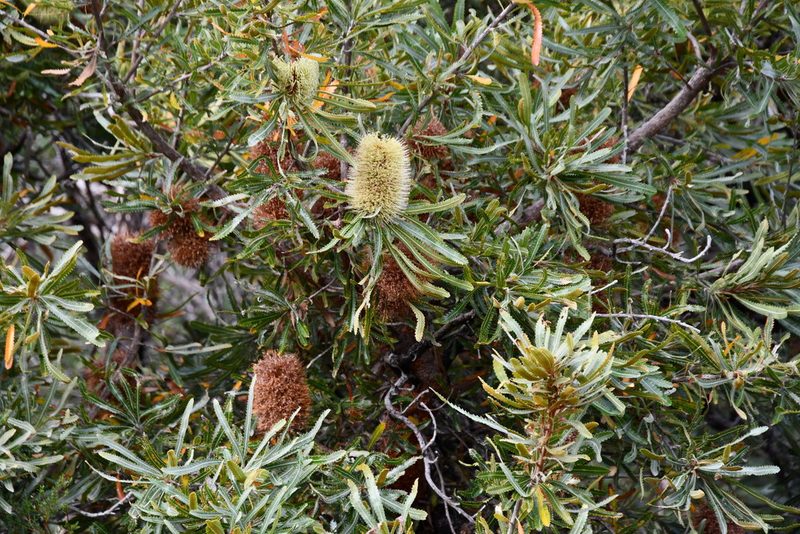 Banksia aemula, photographed by Thomas Mesaglio