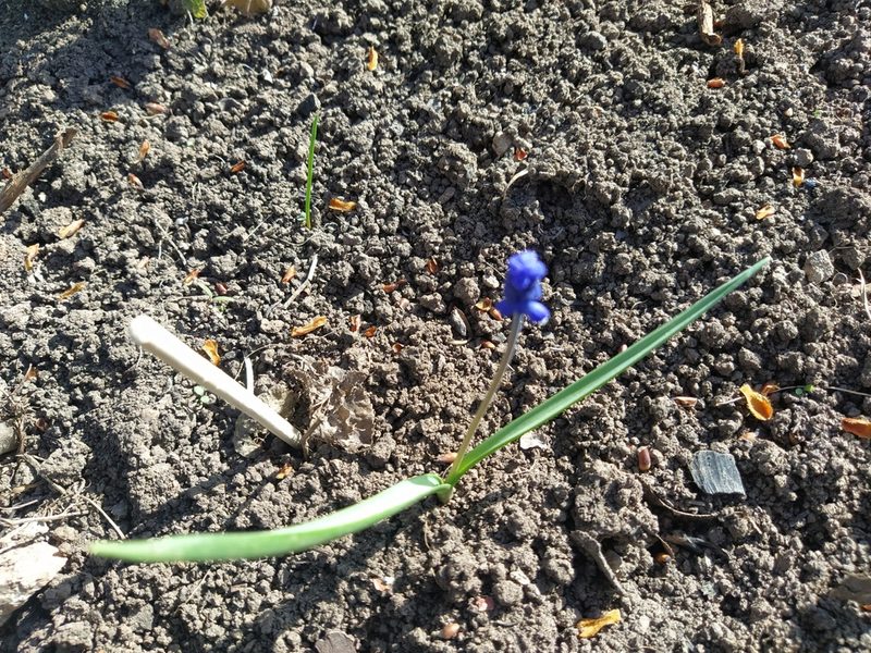 Muscari botryoides, photographed by Danis Aidarov