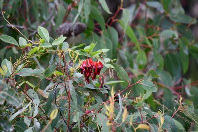 Kennedia rubicunda, photographed by Thomas Mesaglio