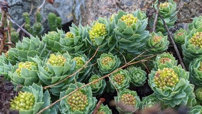 Rhodiola rosea, photographed by Charlotte Kirchner