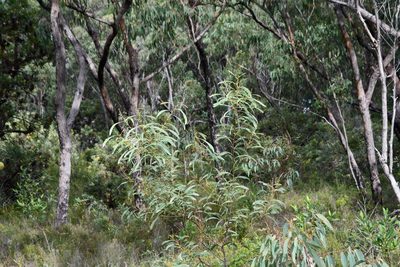 Acacia falcata, photographed by Thomas Mesaglio
