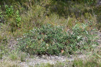 Banksia integrifolia, photographed by Thomas Mesaglio