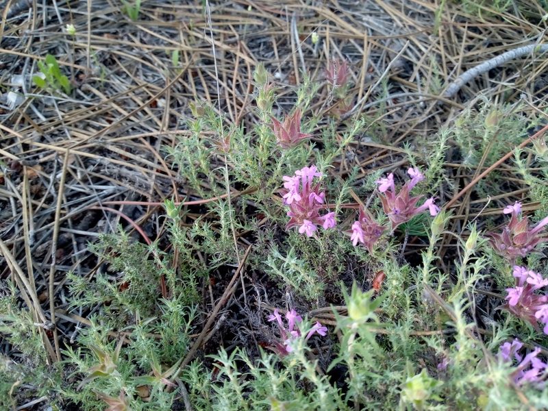 Thymus lotocephalus, photographed by Duarte Frade
