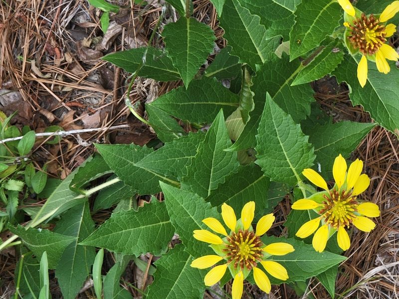 Tetragonotheca helianthoides, photographed by Rebecca Gimenez Husted