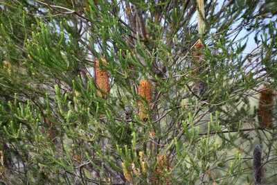 Banksia ericifolia, photographed by Thomas Mesaglio