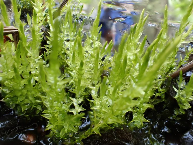 Calliergon cordifolium, photographed by Roger Rittmaster