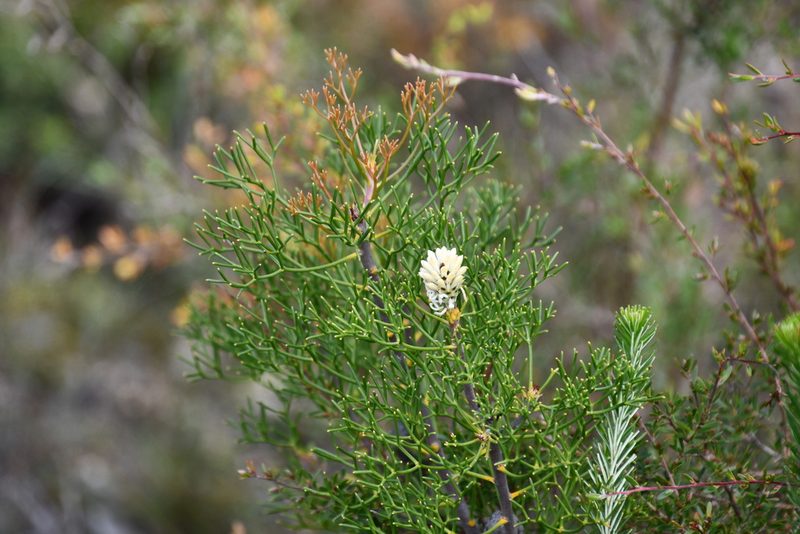 Petrophile pulchella, photographed by Thomas Mesaglio