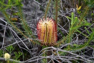 Banksia ericifolia, photographed by Thomas Mesaglio