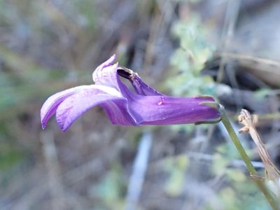 Lobelia coronopifolia, photographed by Jean-Paul Boerekamps