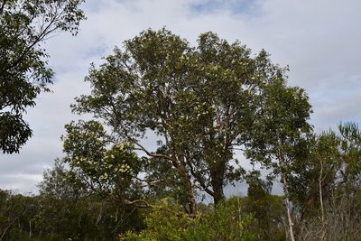 Melaleuca quinquenervia, photographed by Thomas Mesaglio