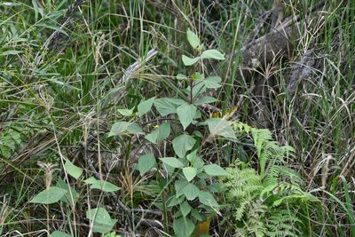 Ageratina adenophora, photographed by Thomas Mesaglio