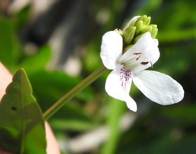 Dianthera americana, photographed by saltyhiker