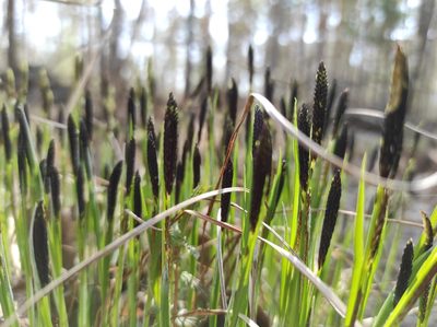 Carex cespitosa, photographed by Valentin Kosterin