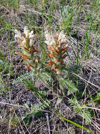 Pedicularis physocalyx, photographed by Анна Митрошенкова