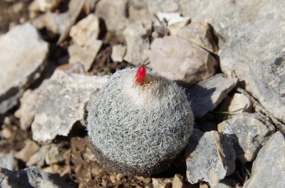 Epithelantha micromeris, photographed by Eric Knight