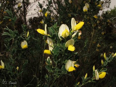 Cytisus commutatus, photographed by José Luis Camaño