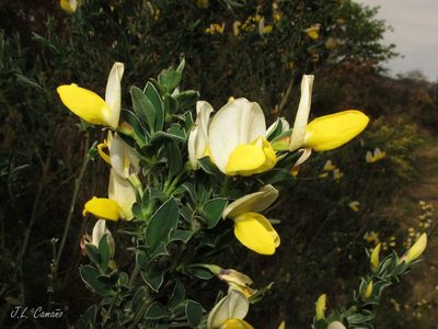 Cytisus commutatus, photographed by José Luis Camaño