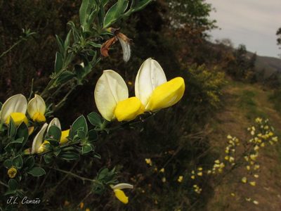 Cytisus commutatus, photographed by José Luis Camaño