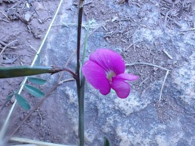 Tephrosia capensis, photographed by Jean-Paul Boerekamps