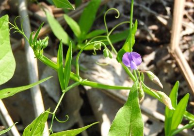 Lathyrus hirsutus, photographed by saltyhiker