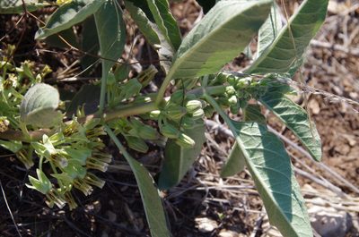 Asclepias oenotheroides, photographed by Eric Knight