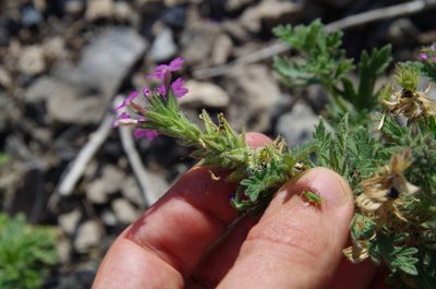 Verbena tumidula, photographed by Eric Knight