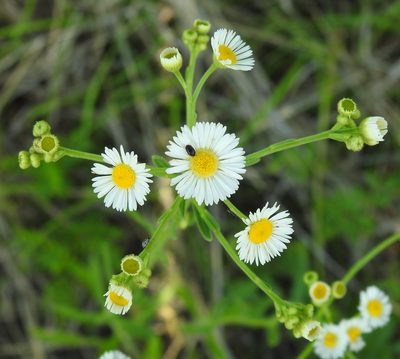 Erigeron strigosus, photographed by saltyhiker