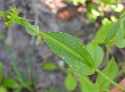 Rudbeckia amplexicaulis, photographed by saltyhiker
