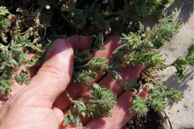 Verbena pumila, photographed by Eric Knight