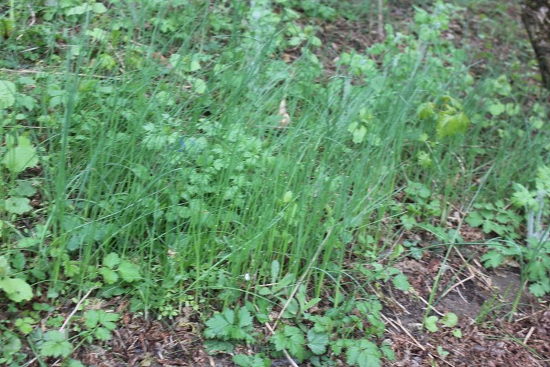 Allium oleraceum, photographed by Daria