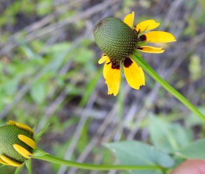 Rudbeckia amplexicaulis, photographed by saltyhiker