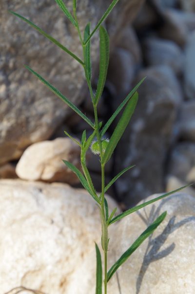 Tragia leptophylla, photographed by Eric Knight