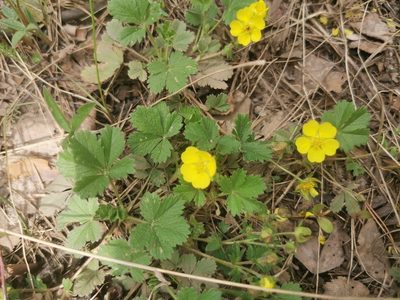 Potentilla incana, photographed by Elena_Sherehora
