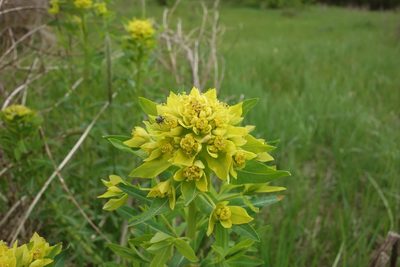Euphorbia palustris, photographed by Aleksei Baushev