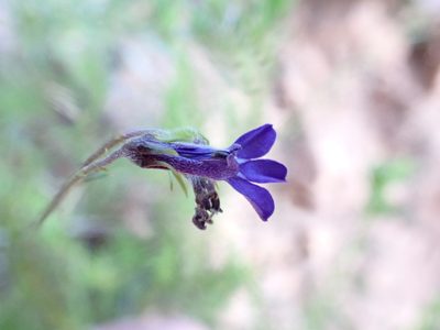 Lobelia pinifolia, photographed by Jean-Paul Boerekamps