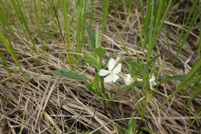 Viola accrescens, photographed by Aleksei Baushev