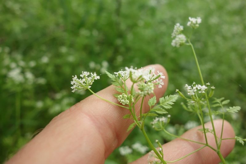 Anthriscus cerefolium, photographed by Aleksei Baushev