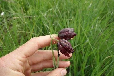 Fritillaria meleagroides, photographed by Aleksei Baushev