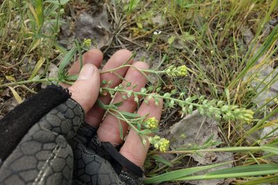 Alyssum turkestanicum, photographed by Aleksei Baushev