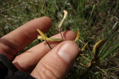 Astragalus ucrainicus, photographed by Aleksei Baushev