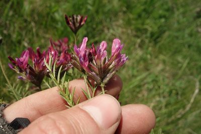 Astragalus cornutus, photographed by Aleksei Baushev