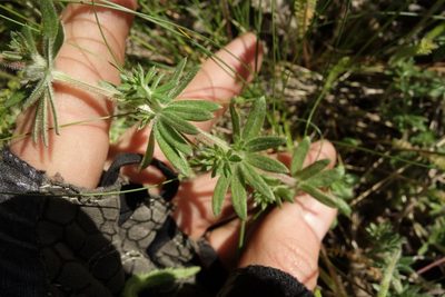 Galium humifusum, photographed by Aleksei Baushev
