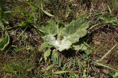 Salvia aethiopis, photographed by Aleksei Baushev