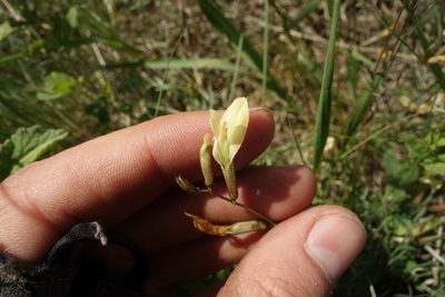 Astragalus ucrainicus, photographed by Aleksei Baushev